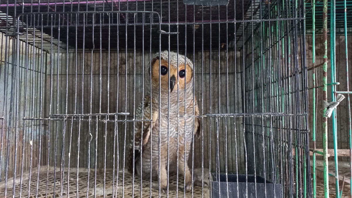 Facebook shuts Indonesia groups after Mongabay and Bellingcat report illegal wildlife trade