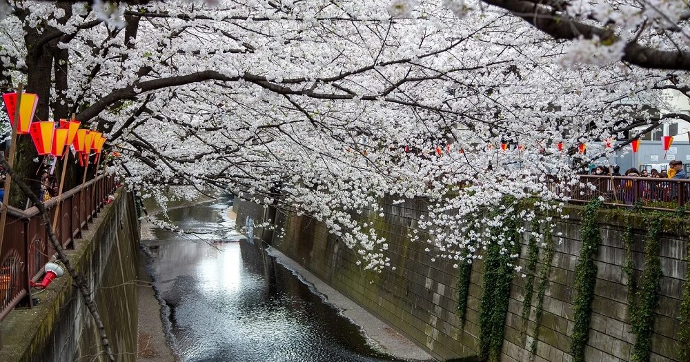 Famous Tokyo cherry blossom spot installs view-blocking screens to fight overcrowding[Video]
