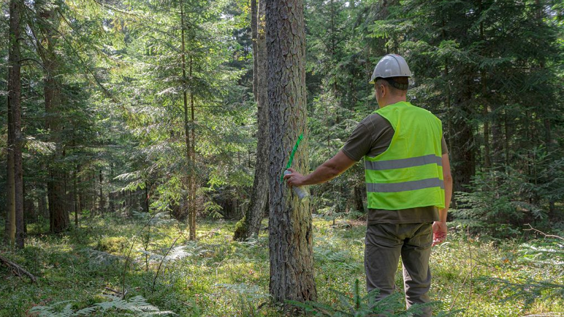 From forest to flatpack, IKEA faces timber traceability test under EUDR