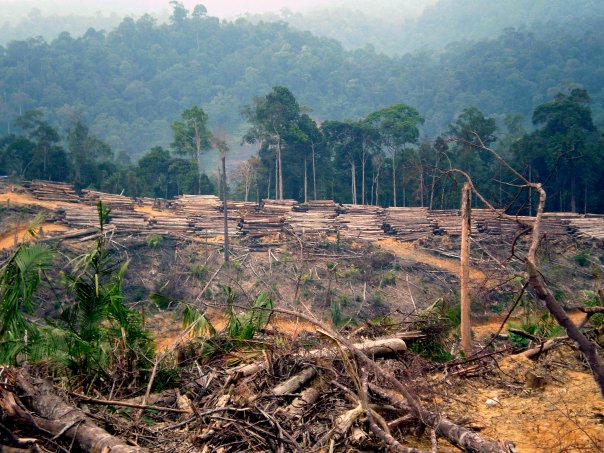 Govt trims logging limits under 13MP to bolster sustainable forest management