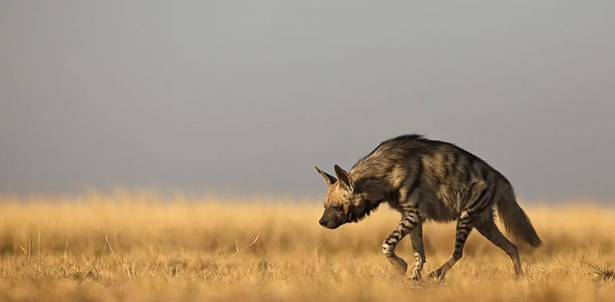 “Great News” for the Striped Hyena at Brazil Meeting, Conservation Group Says