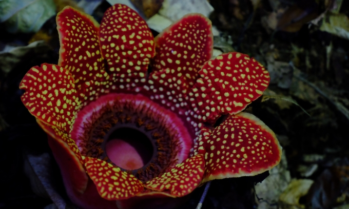 Himalayan parasitic flower that reeks of rotting meat discovered in Vietnam's Phong Nha forest