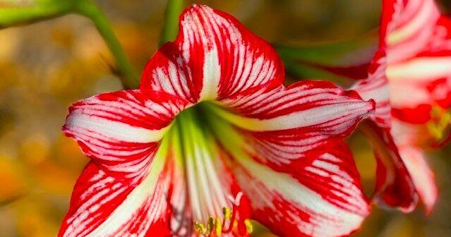 Horticulture Hotline: Selecting your lawn care