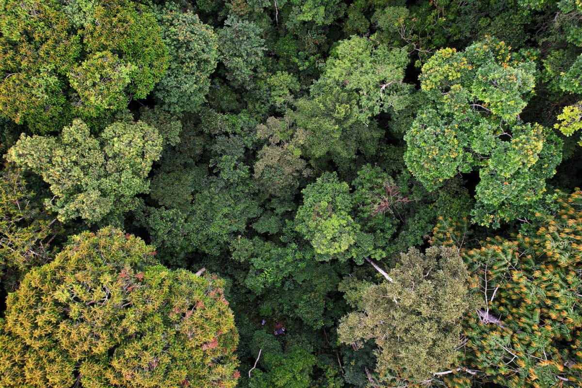 Massaha forest. Image by ZB.