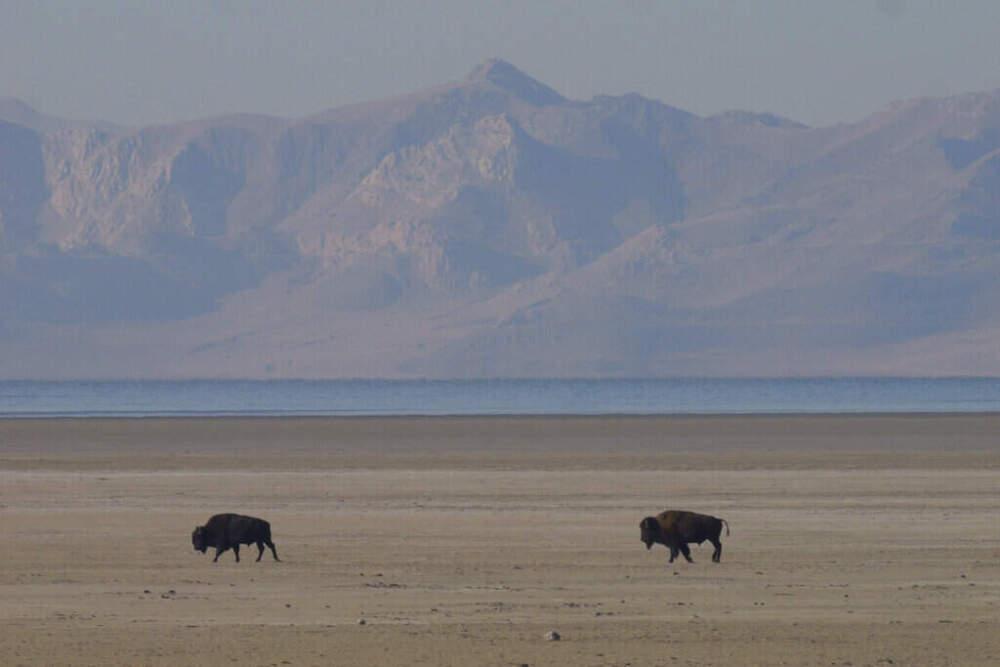Bison walk along the receding edge of the Great Salt Lake Friday, Oct. 28, 2022, on Antelope Island, Utah. (AP Photo/Rick Bowmer)