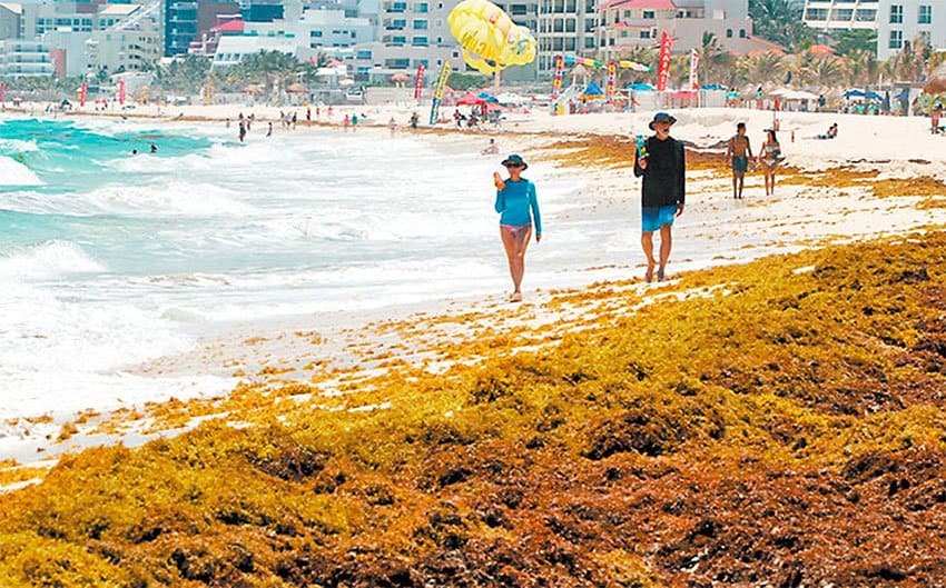 Huge quantities of sargassum are flooding the coasts of the Riviera Maya