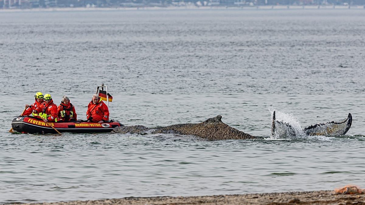 ’I hope he can still be saved’: Germans flock to see stranded humpback whale as rescue hopes fade