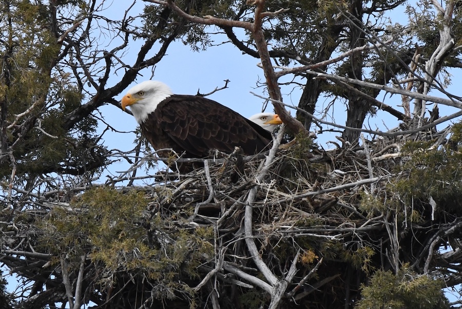 A female bald eagle peers over the back of the male after they have eaten their meal, in their nest near Ririe Reservoir, in March 2026