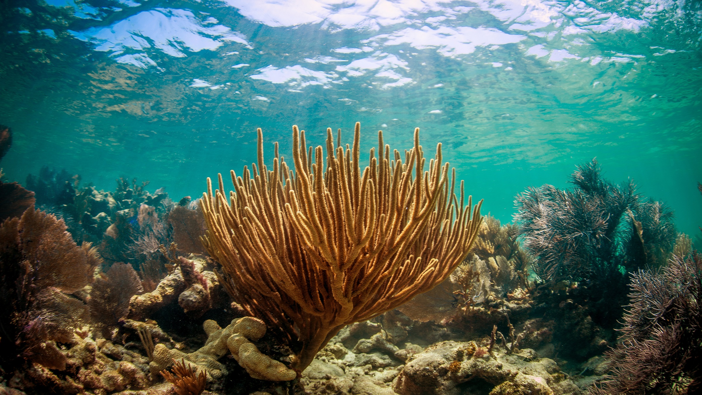 If Florida reefs aren’t protected, storms will increase flooding & costs: Study