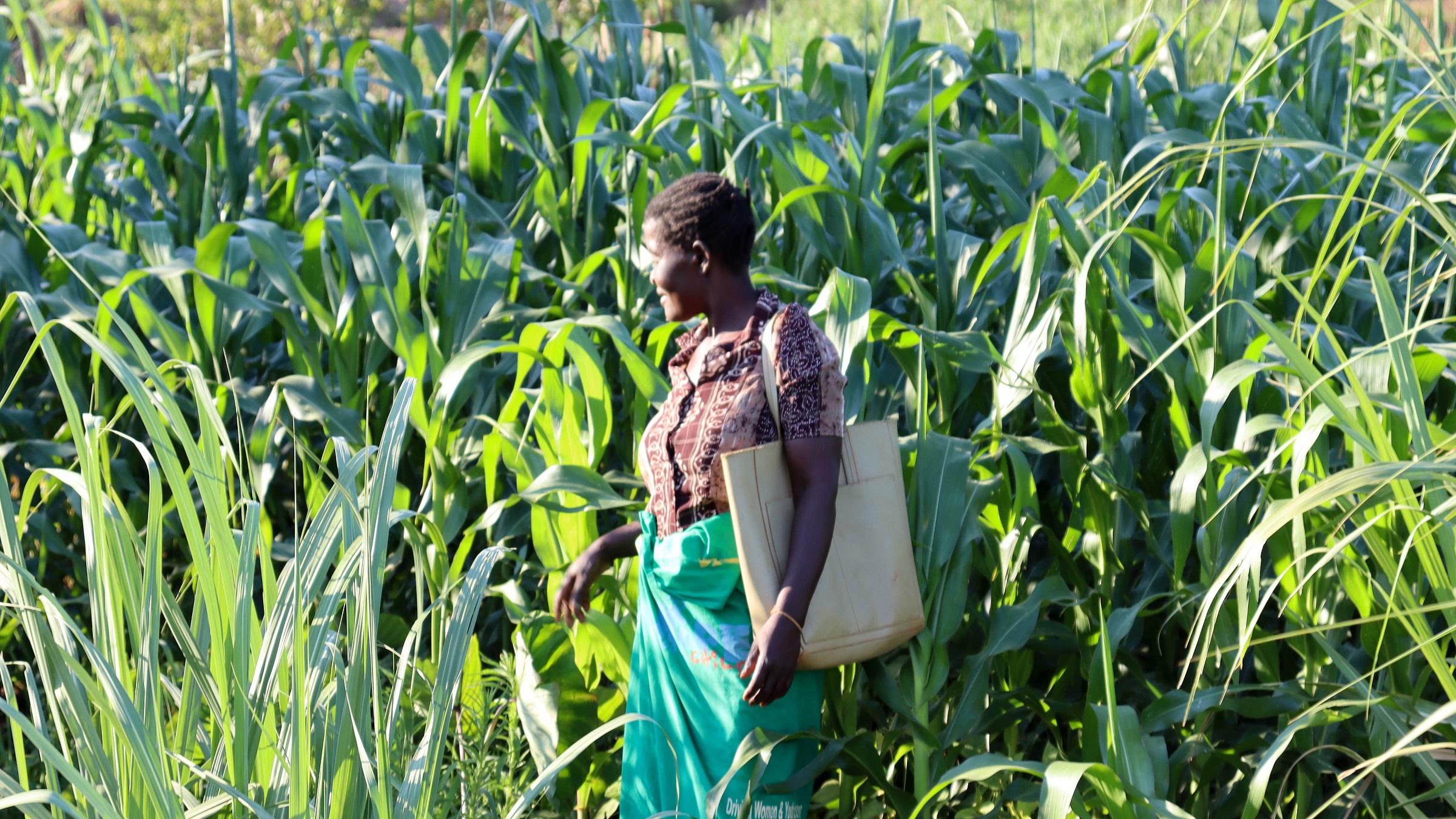 In Malawi, farmers rebuild soil and livelihoods through agroecology