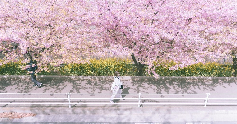 Japan’s cherry blossom season predicted to start earlier than we’d thought, especially in Tokyo