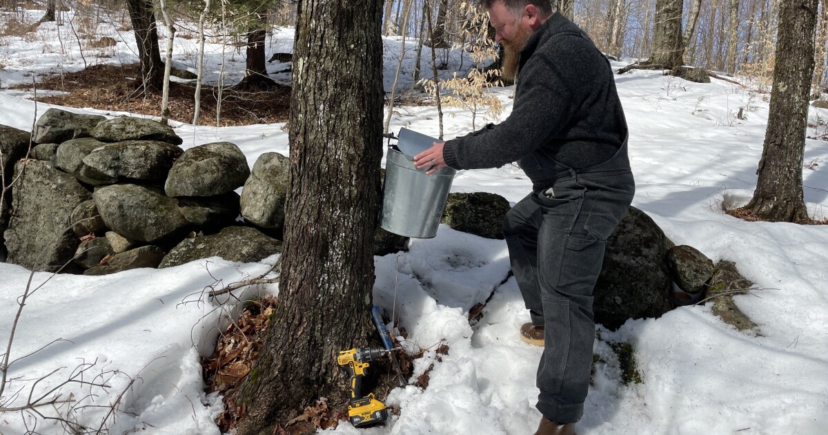 La temporada de miel de maple empieza lenta. El Senado discute la “Ley Charlie”.