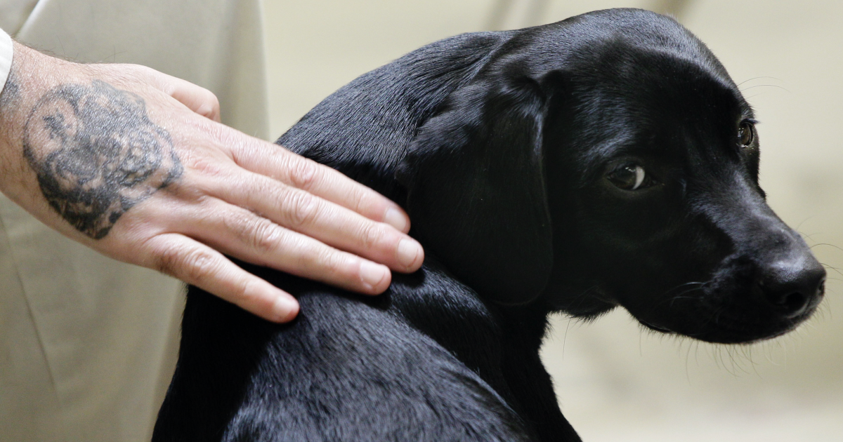 Laws to know, safety tips and reminders for pet owners as temperatures rise