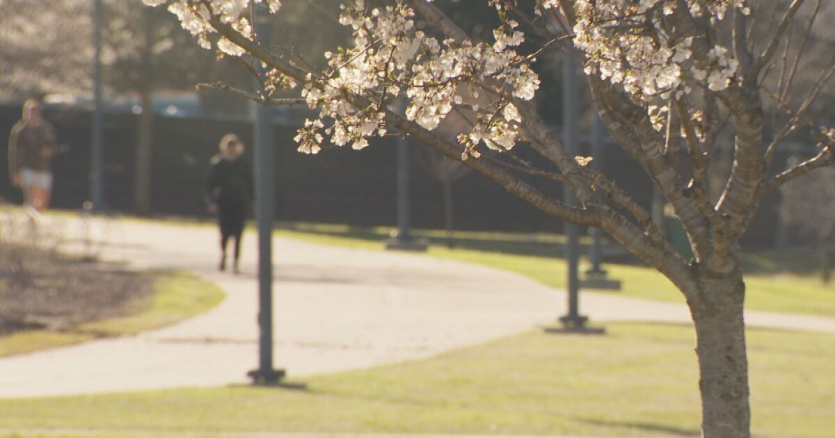 Local doctor tells you what to keep in mind this allergy season