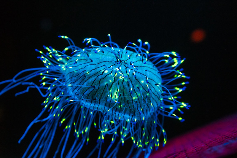 A bioluminescent jellyfish