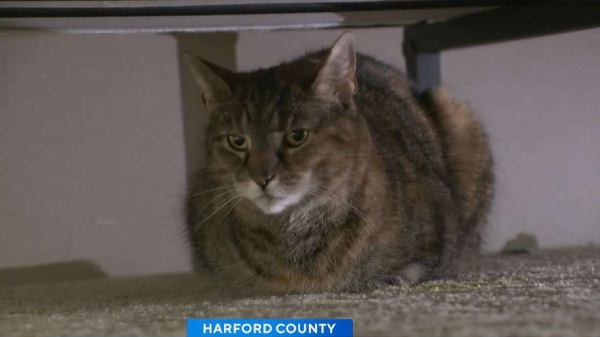 Maryland family reunites with missing cat after 5 years: 'I was in disbelief'