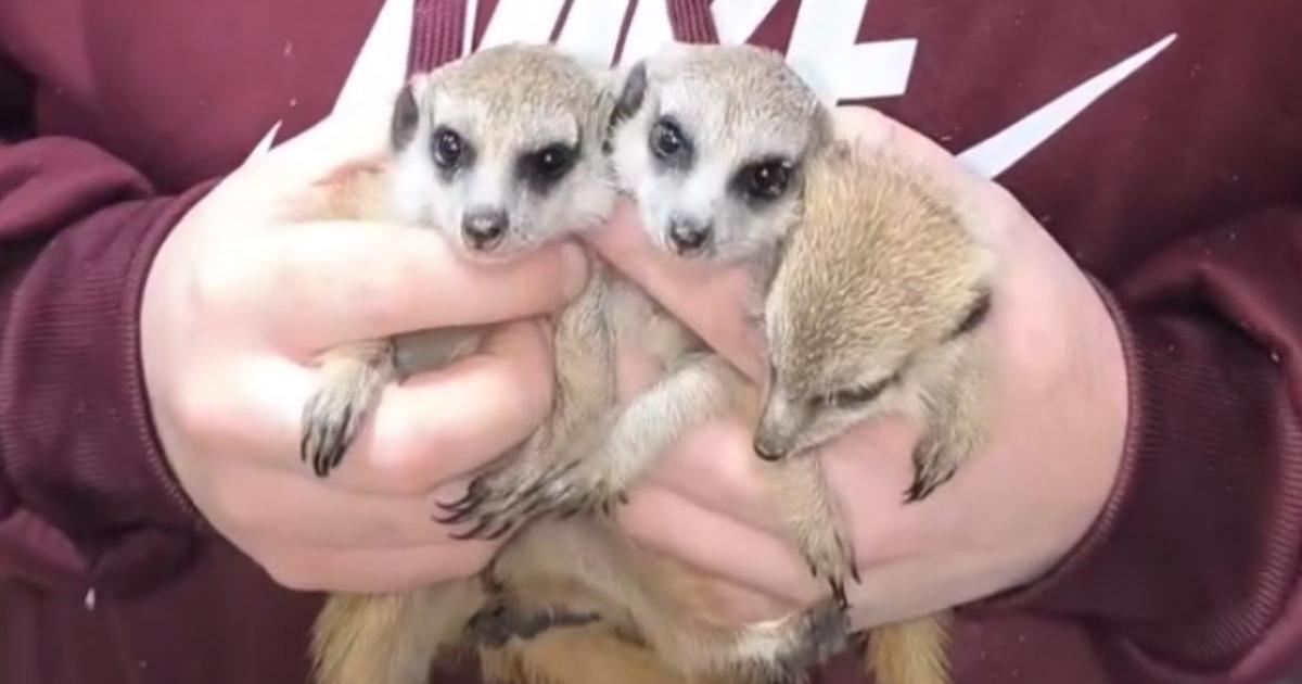 Meerkats not suitable as pets, MSPCA warns after Facebook ad
