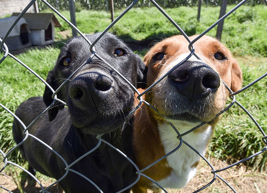 Two shelter dogs press their noses through fence holes