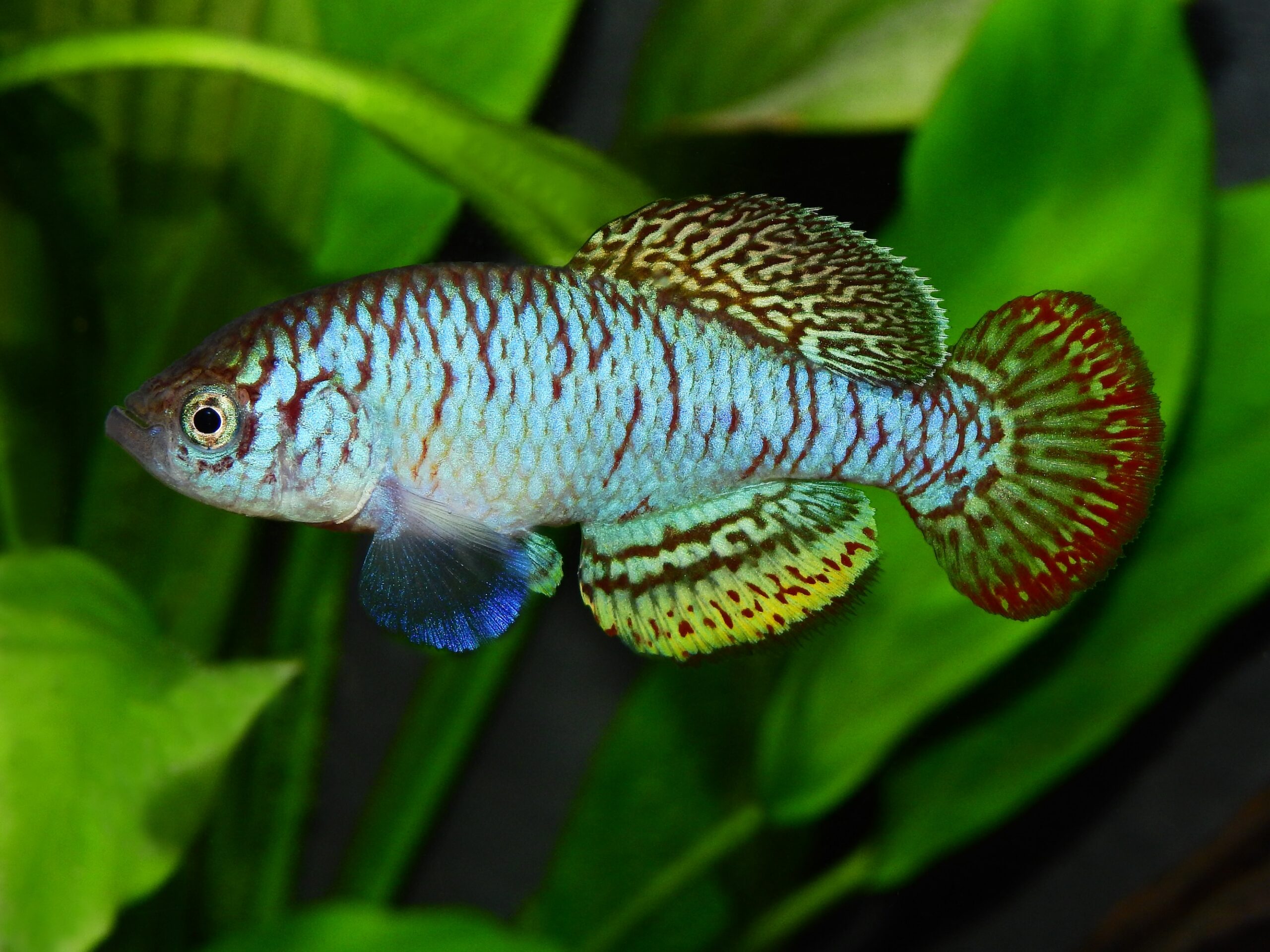 More than 300 freshwater species described in 2025