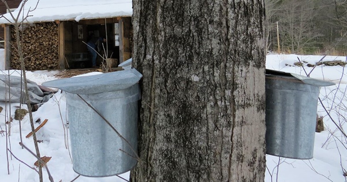 NH maple syrup producers hope for temps to hold after slow start to the season