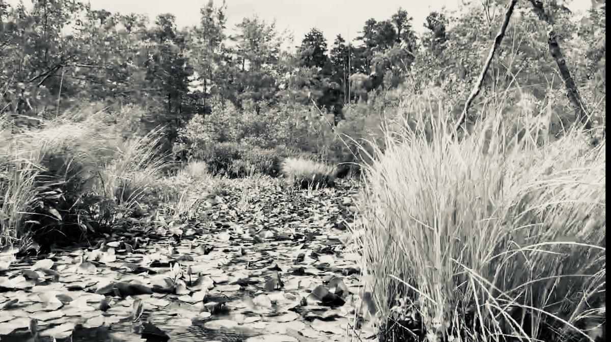 NJ's forgotten ghost city hidden near Mays Landing