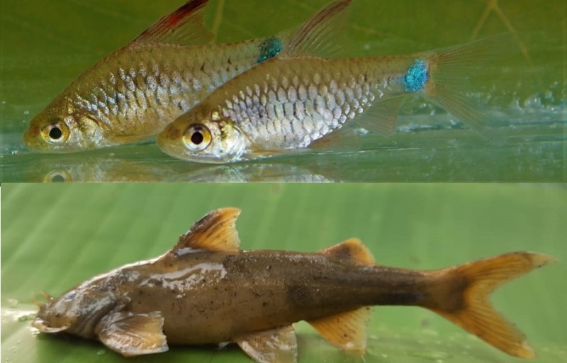Nagaland’s rivers yield two new fish species, honouring late scholar’s final wish