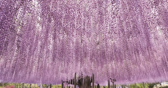 Nine great places to see spring flowers in Japan, as chosen by travelers (with almost no sakura)