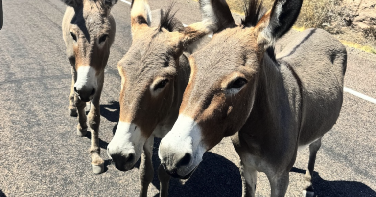 Officials to remove up to 1,500 wild burros from Lake Pleasant area ...