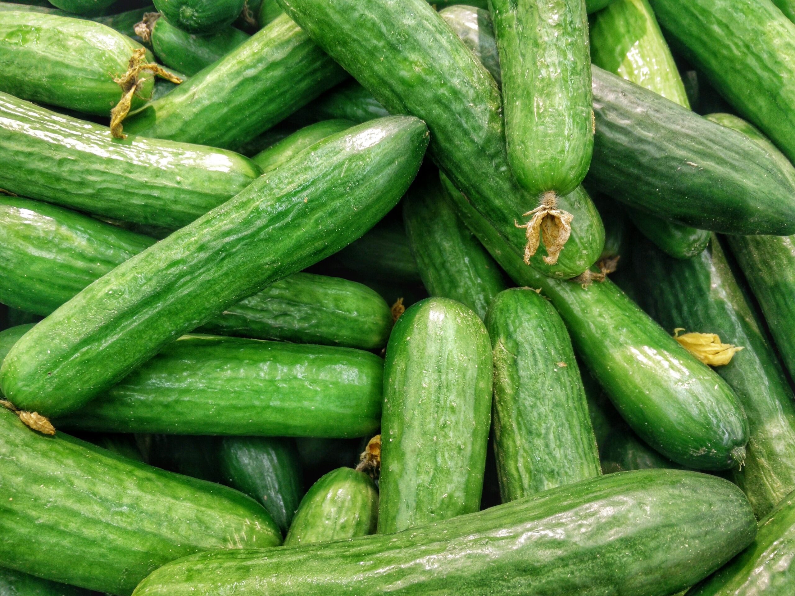 Output of cucumber production in Finland hits new highs | IceNews