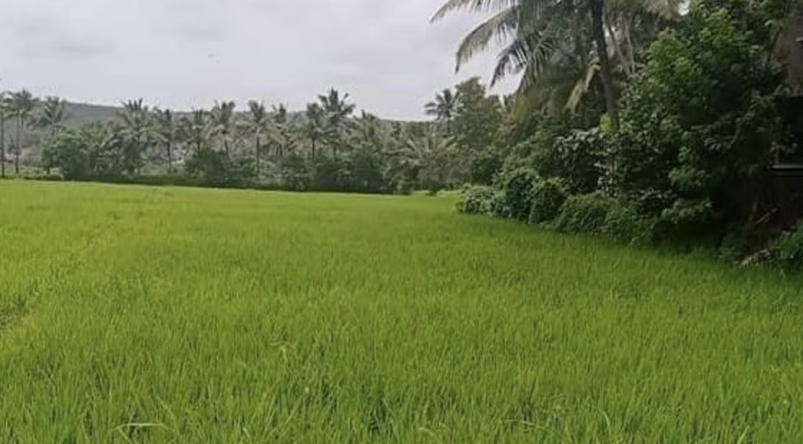 Over 65% Orchard & Natural Cover proposed to be converted under 39A