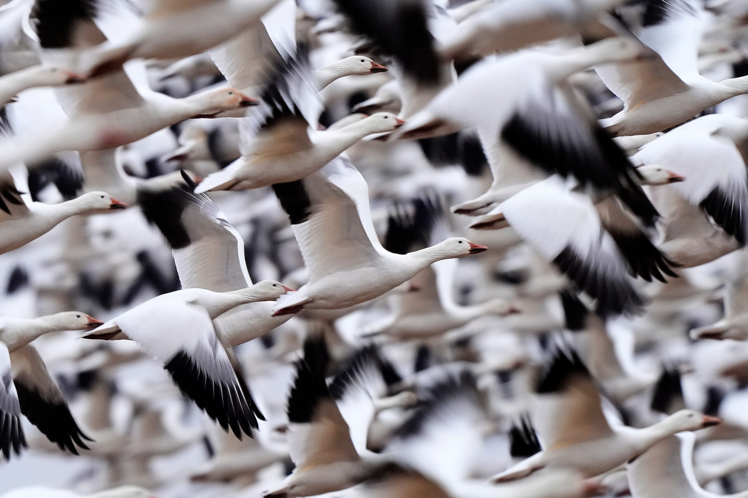 Photos show the dramatic dawn flight of migrating snow geese