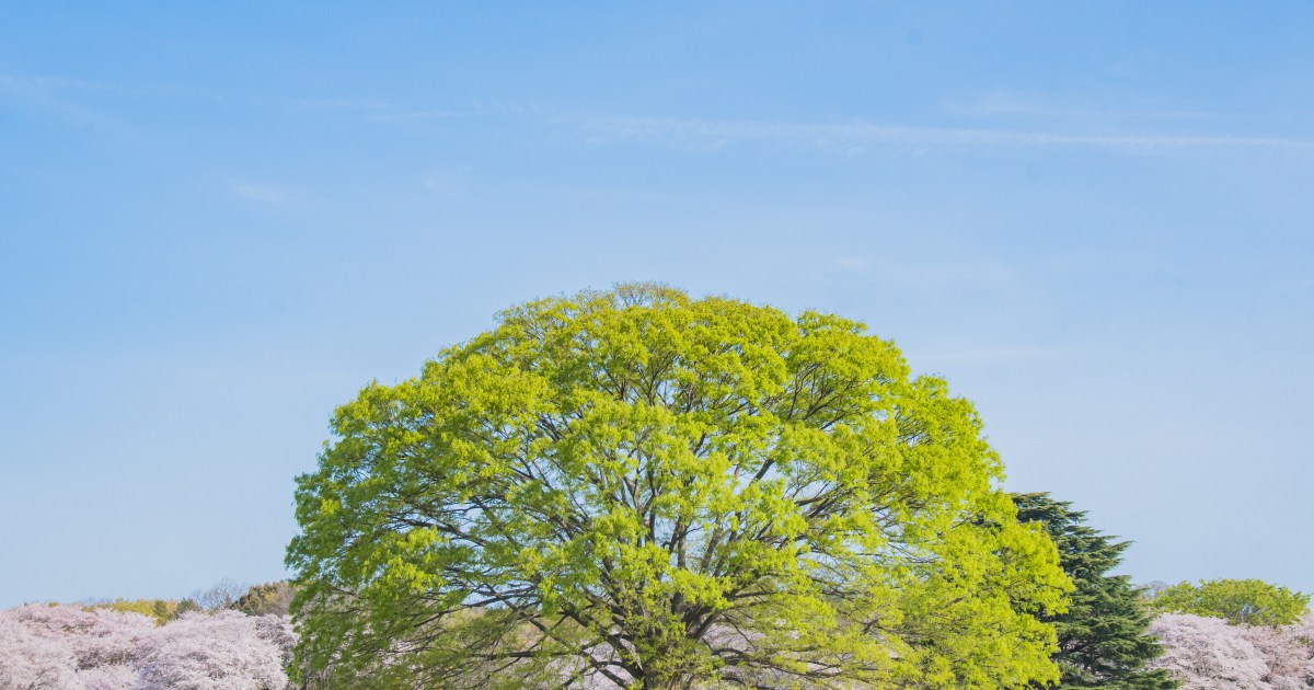 Picturesque Tokyo park plays host to millions of flowers and soap bubbles this spring