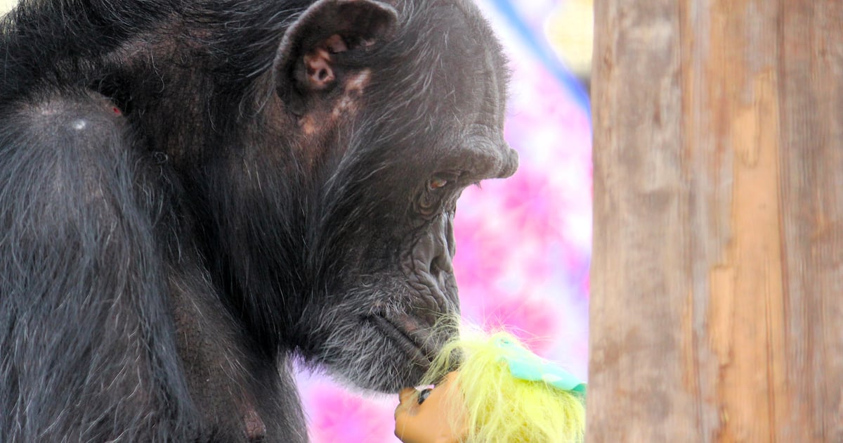 Punch the monkey isn’t alone in bonding with his emotional support toy. So did these animals