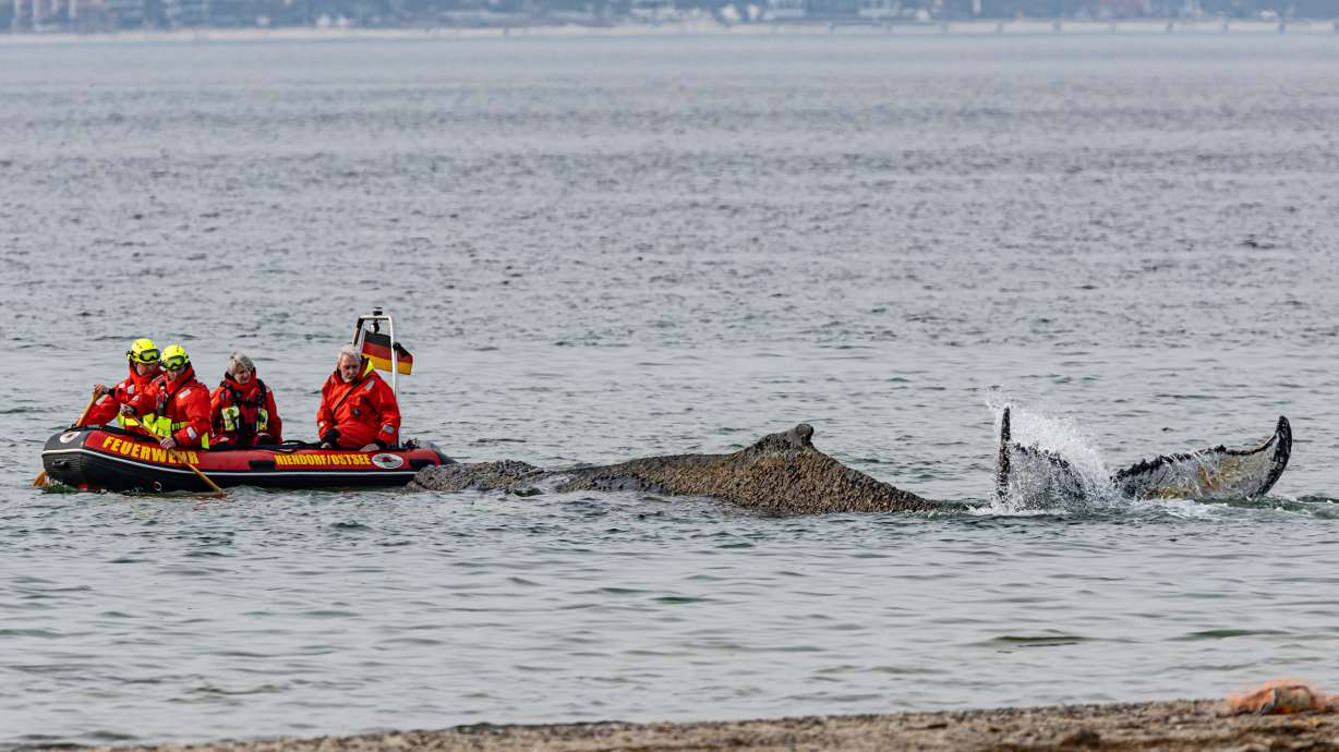 Rescuers try to refloat a stranded humpback whale in Germany's Baltic Sea