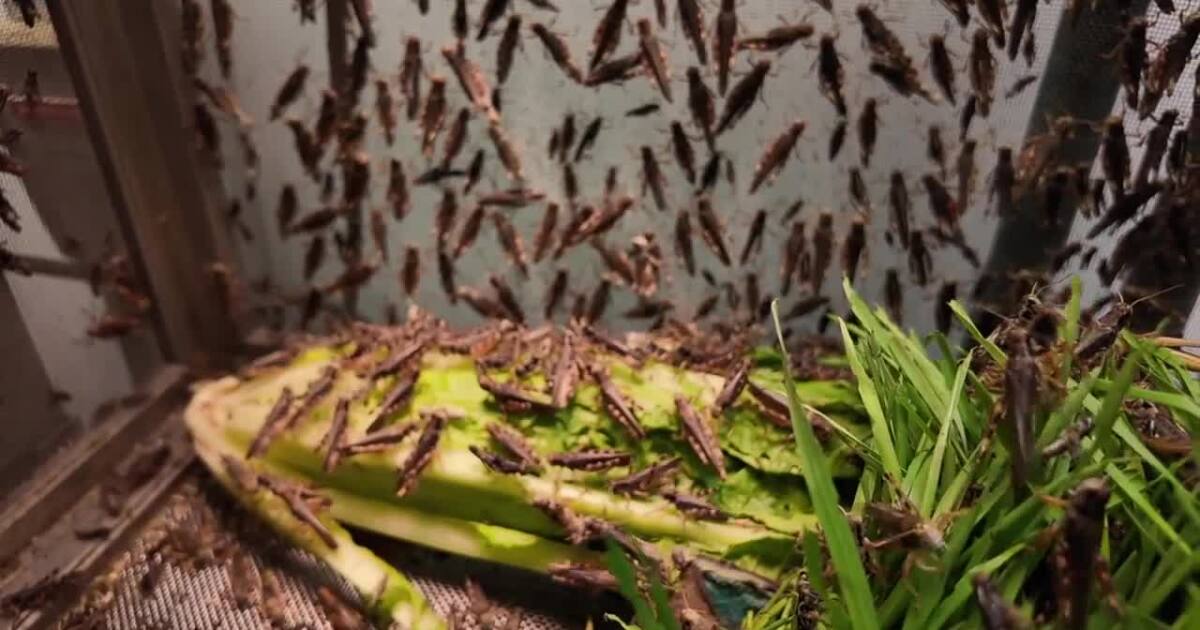 Seeing more grasshoppers in the Valley? ASU researchers break down why