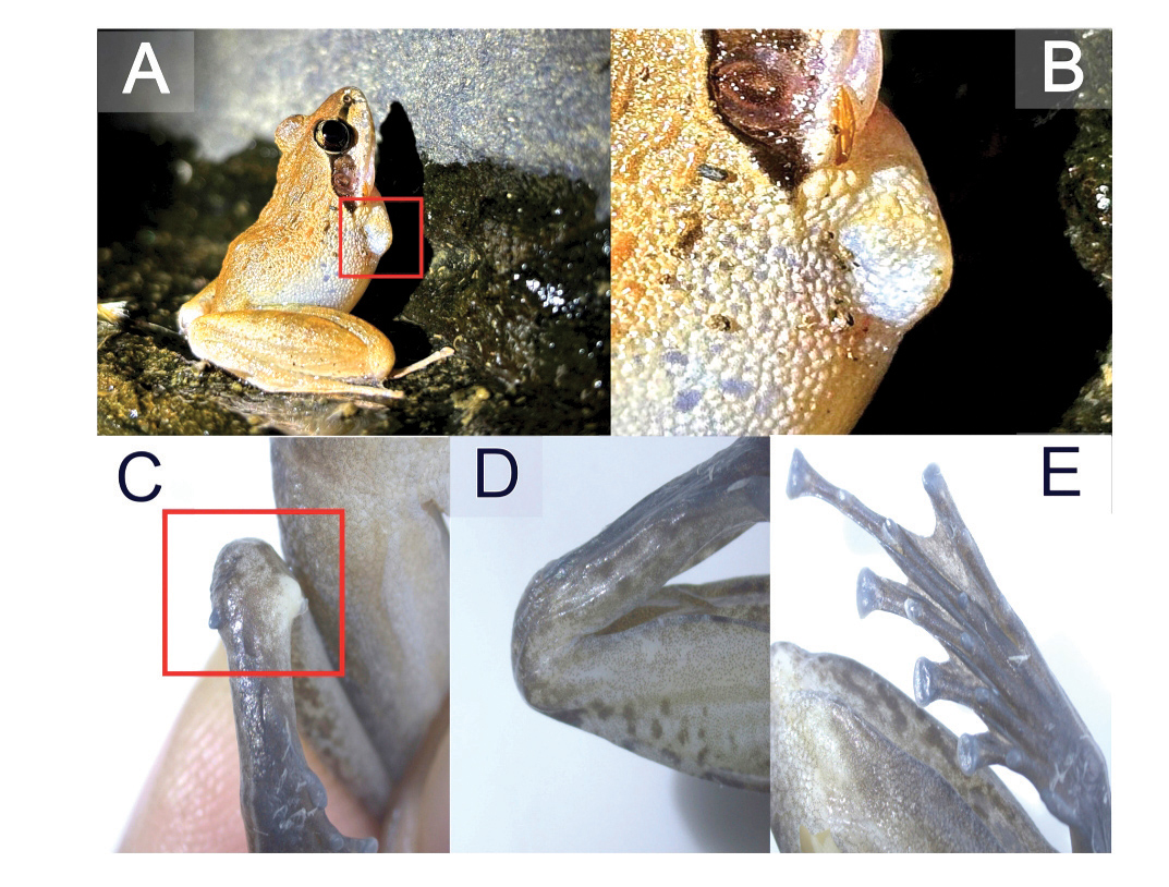 Study points to ecological stress in Western Ghats