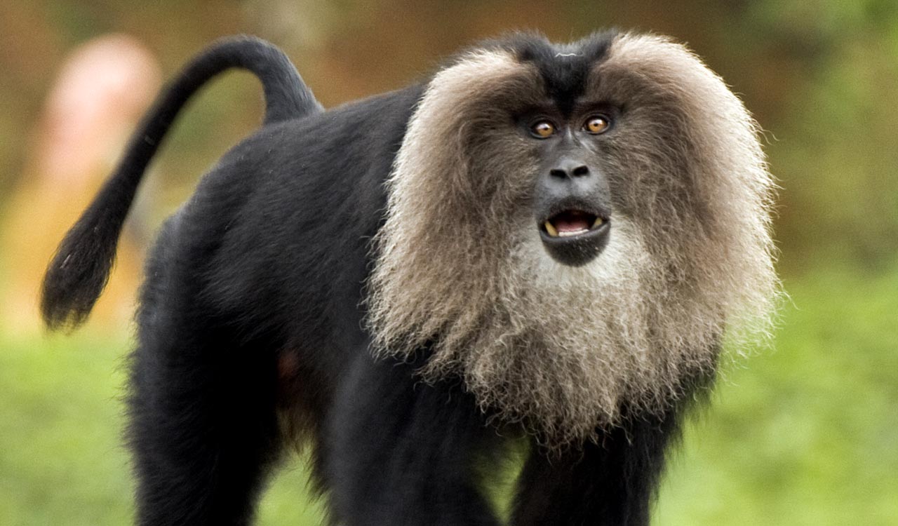 Study warns of extinction risk for lion-tailed macaques