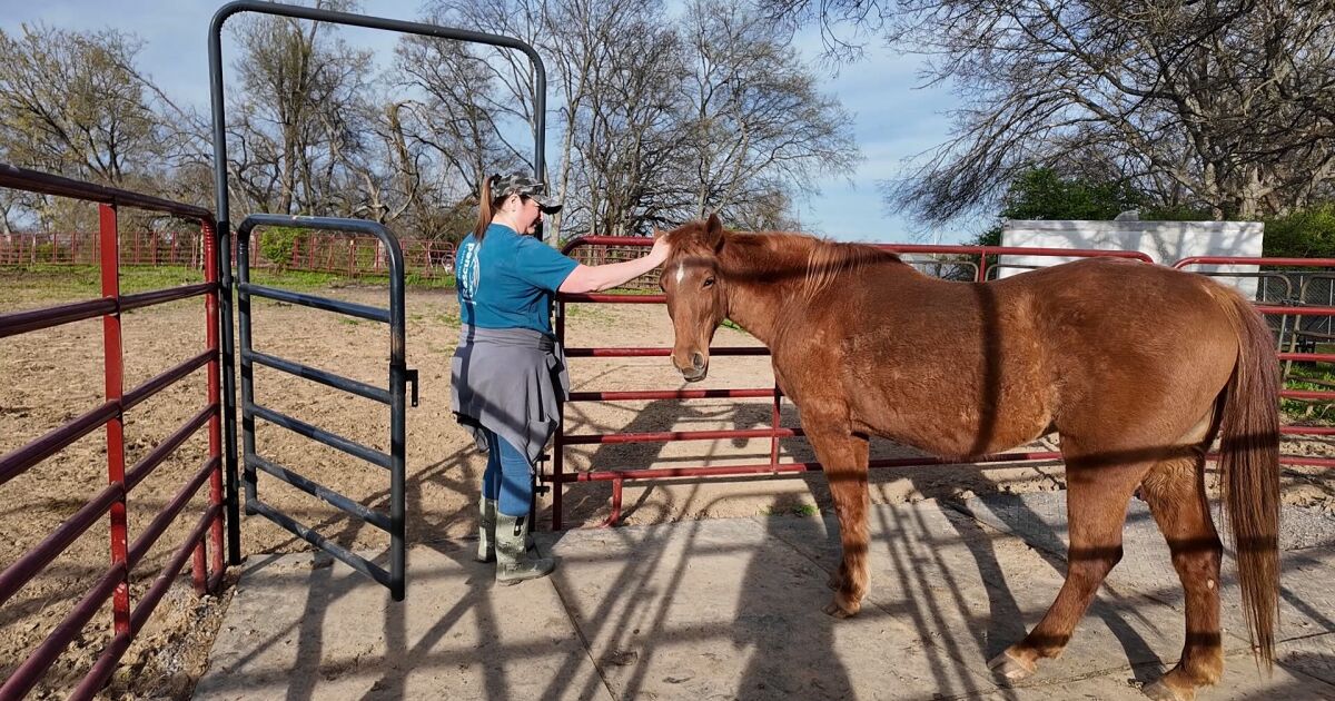 Sumner County horse rescue buys permanent home