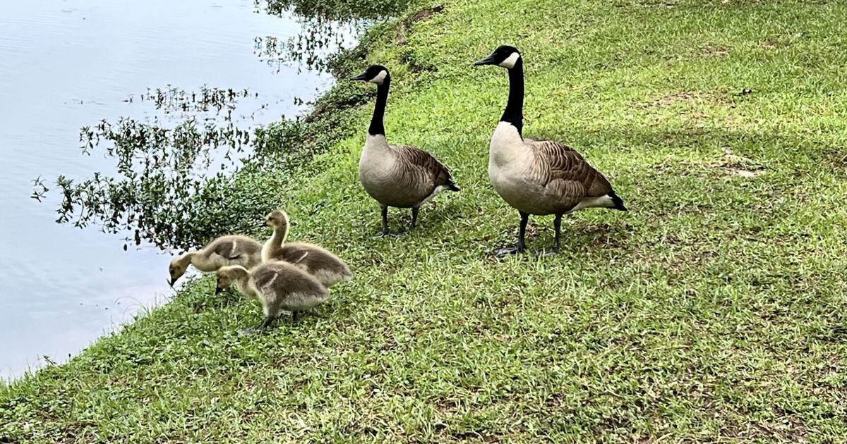 Surfside Beach considers jail time for feeding Canada geese