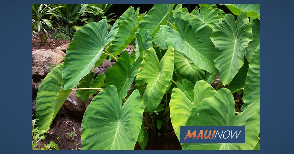 Teran James Young Foundation to host online Climate Action meeting focused on regenerative agriculture, March 11 : Maui Now