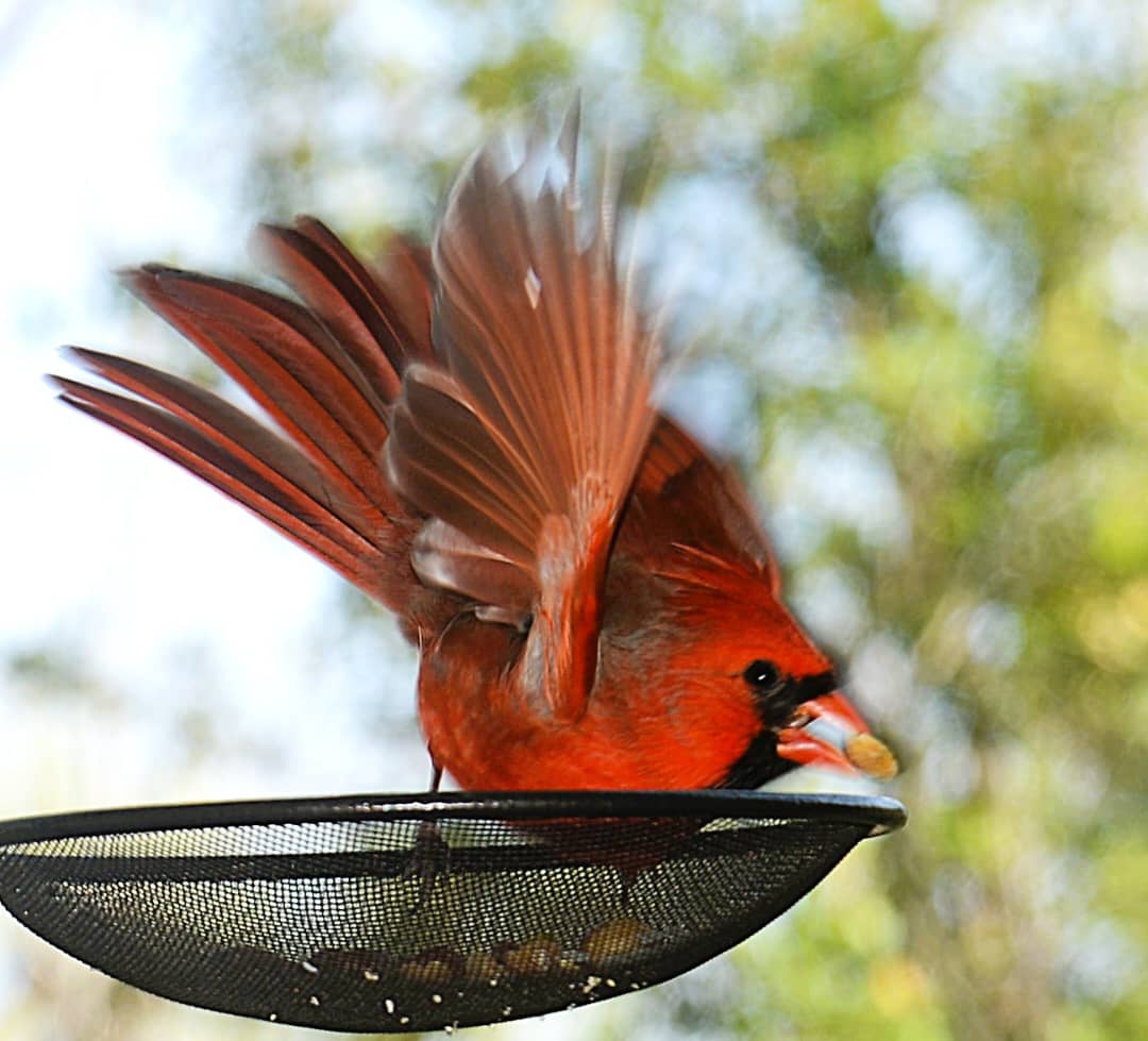 The Dance of the Red Bird, Texas, USA - Photo of the Day