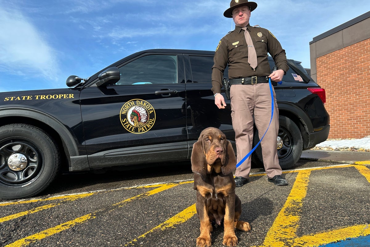 They have a nose for finding people. Bloodhounds and their low-tech sniffers help police track