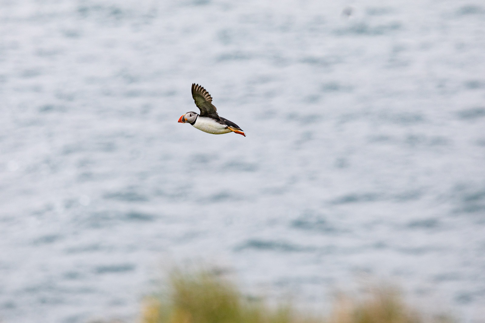 Thousands Of Puffins Wash Ashore Dead