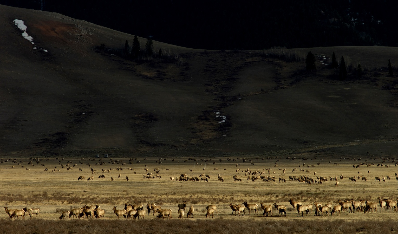 Thousands of wapiti are ready to leave the National Elk Refuge