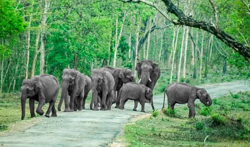 Tripura govt to construct four elephant passes in Mungiakami following train fatalities