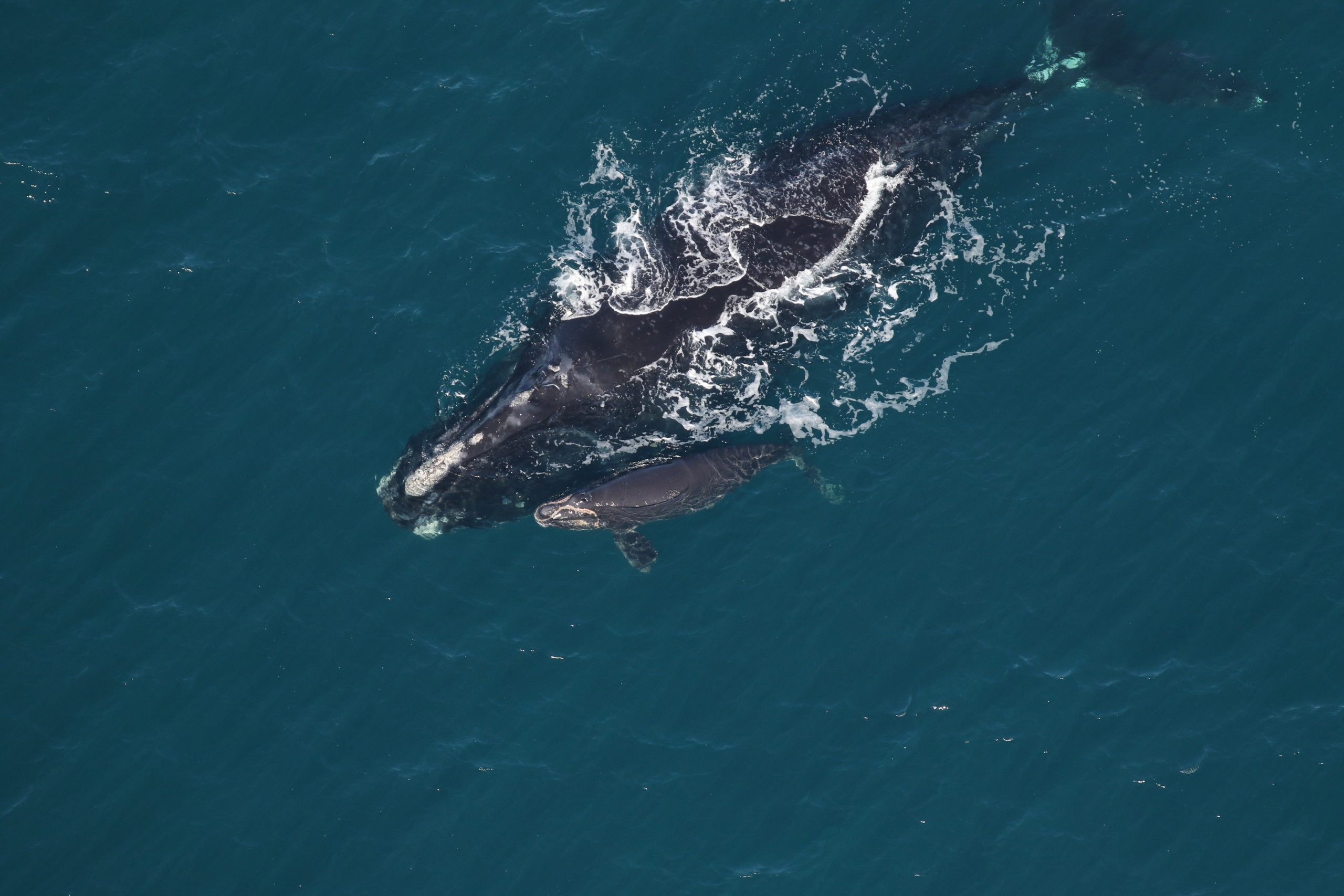 Trump administration's plan to relax right whale protections raises concerns