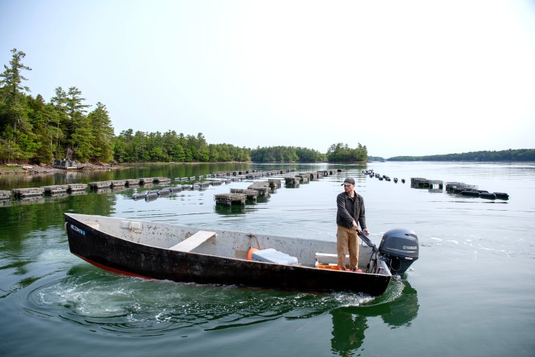 UMaine taps into satellite data to help oyster farmers