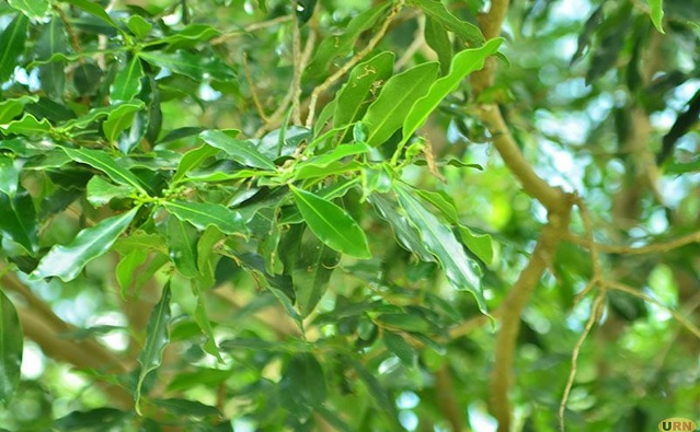 Uganda’s medicinal plants are healing people, but who is protecting them?