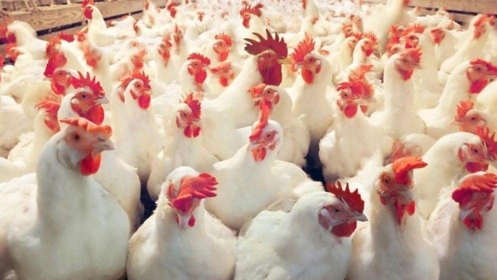 Unjustified Increases in Prices of Vegeta...