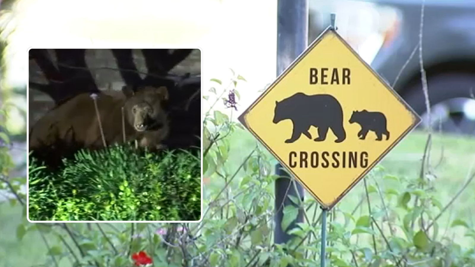 Woman escapes after bear swipes claw in Monrovia, leaving minor injuries